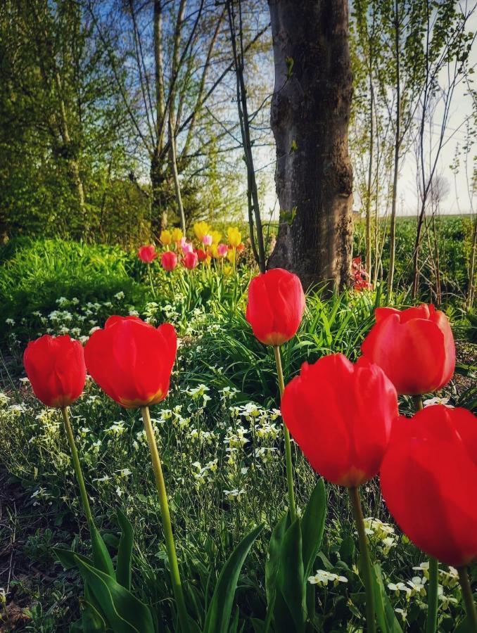 B & B Victors Hof, Met Zwemvijver In Landelijke Setting Lievegem Екстериор снимка